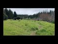 Walking The Sandy Path As It Starts To Drizzle (Nature Visualizer)