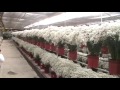 Gypsophila farm visit FLOWEX 2016