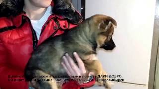 Щенка принесли к кошкам в приют | Как знакомятся кошки и собаки Щенка принесли к кошкам в приют | Как знакомятся кошки и собаки