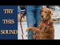 Scary sound to make your dog come close  hug you   try not to laugh lol