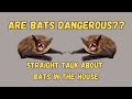 Are Bats Dangerous?