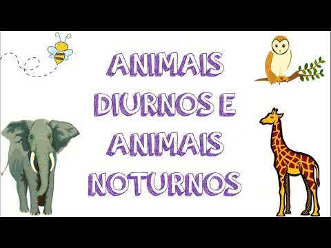 Vídeo: Quais Animais São Noturnos