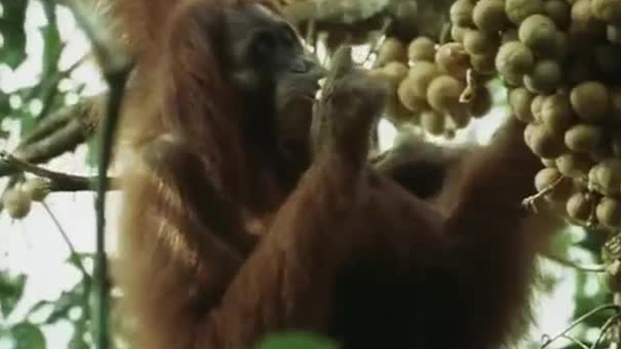 Alpha Zero: Comparing Orangutans and Apples