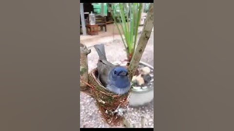 aviary alam bebas.......