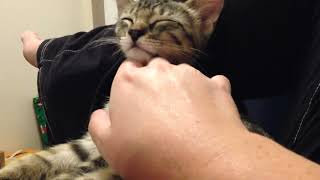 This tiny smiling fluff is 8 yrs old now! by HeyThere 85 views 2 months ago 1 minute, 4 seconds
