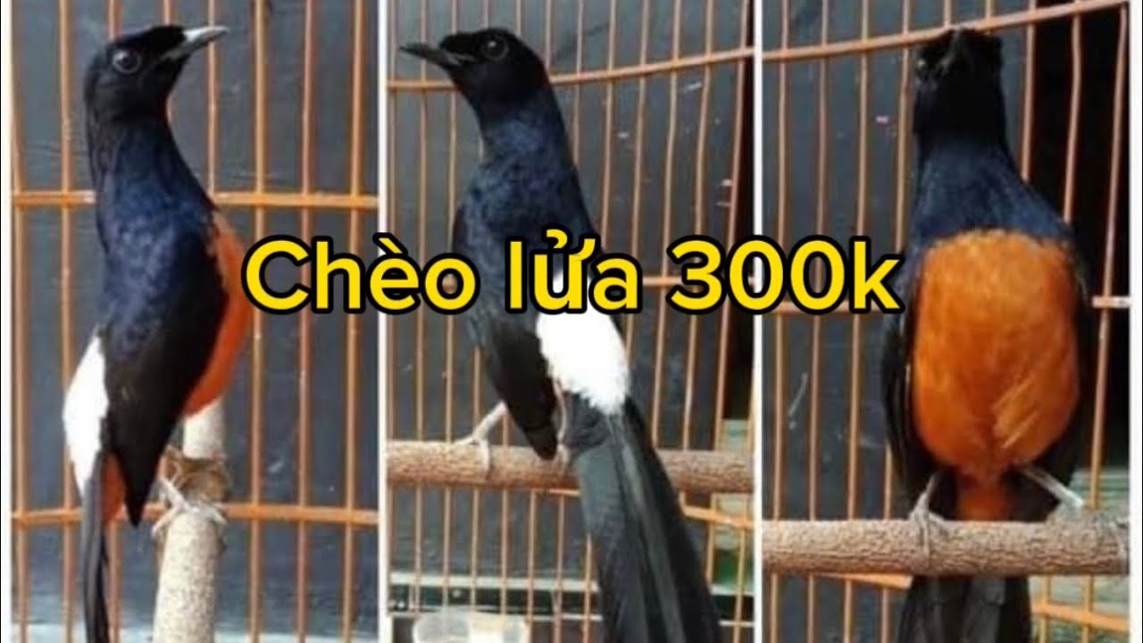 Cách bẫy choè lửa trong rừng - chim cảnh TV #chimacnhtv