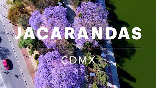 Jacarandas en CDMX 🌳💜 | Un paseo desde el drone 🚀