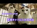 さわれない猫を洗濯ネットにいれる方法 mさんの虫取り網方式!