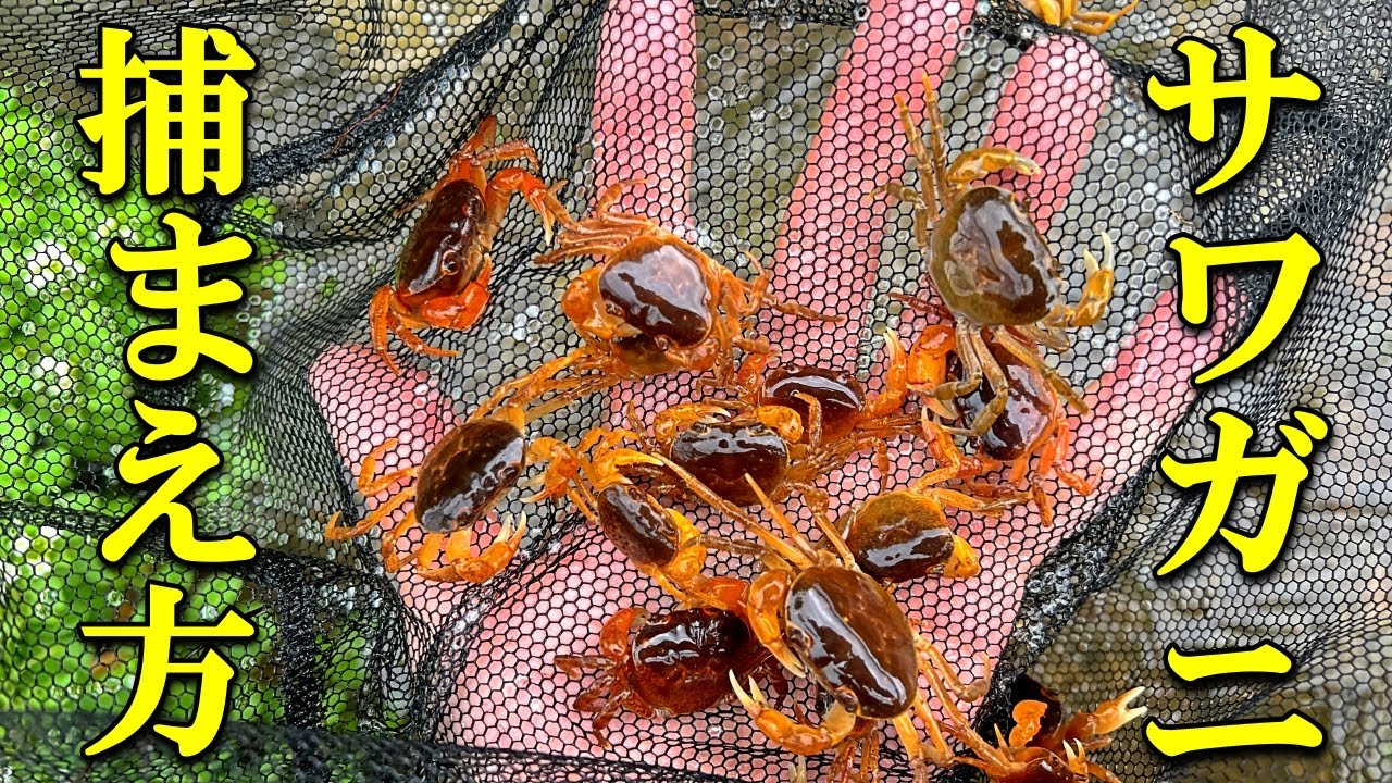 サワガニの捕まえ方と場所選びのコツ!網と手づかみで捕獲する方法を解説 - YouTube