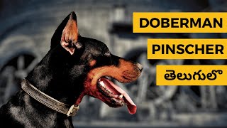 Doberman Pinscher Part 1 | తెలుగులో