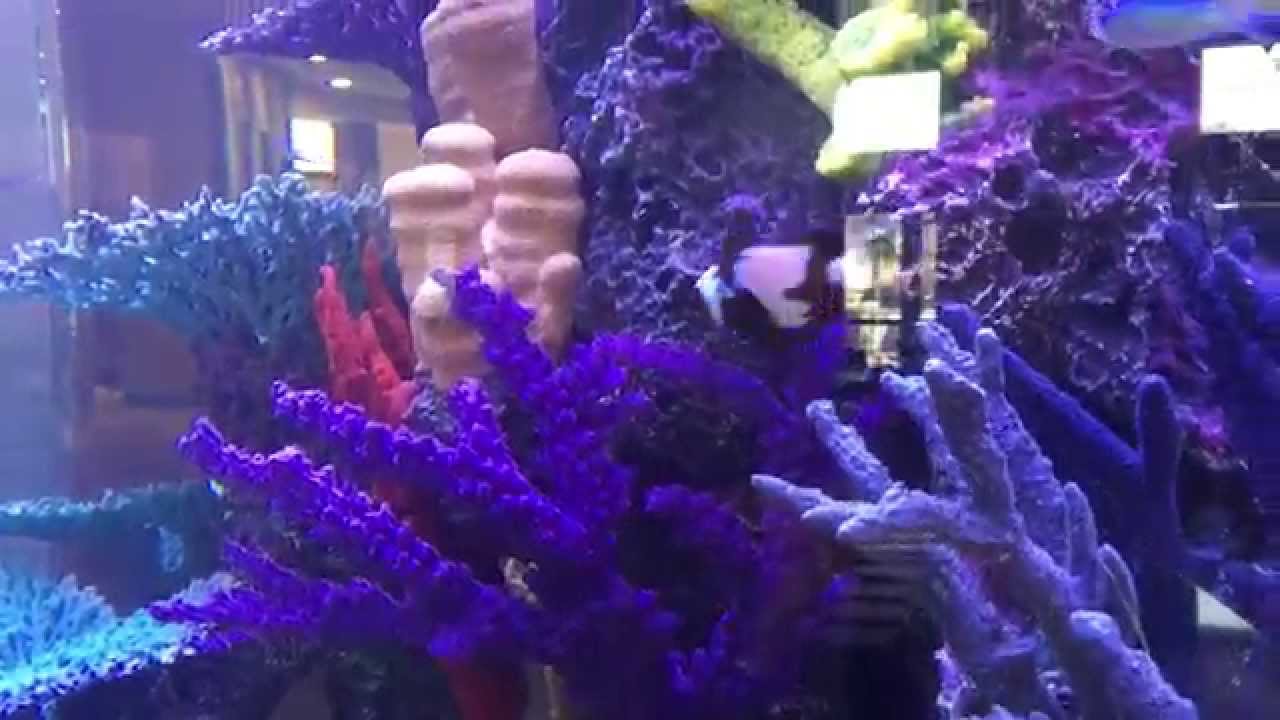 Insert Reef 650 Gallon Octagon Custom Reef Insert - YouTube