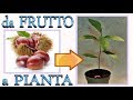 CASTAGNO - fai nascere una pianta dal frutto a costo zero, castagne, marroni,