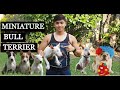 Miniature Bull Terrier の動画、YouTube動画。