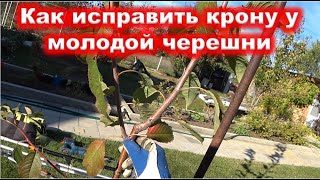 Исправление кроны у МОЛОДОЙ ЧЕРЕШНИ ОБРЕЗКОЙ