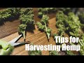 Tips for harvesting and processing hemp