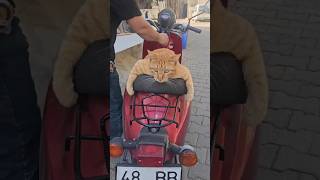 FUNNY CATS CUTE VIDEOS 🐾 330