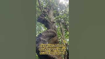 CÂY RỪNG ĐỘC LẠ QUÁ ĐẸP TRÊN TÂY NGUYÊN HÙNG VĨ.