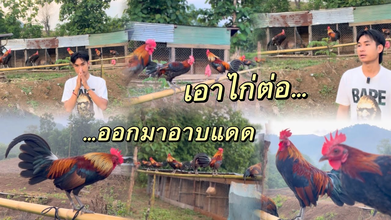 ไก่ต่อทั้งหมดเอามารวมกัน