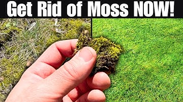 The BEST Way to Get Rid of Moss For GOOD!