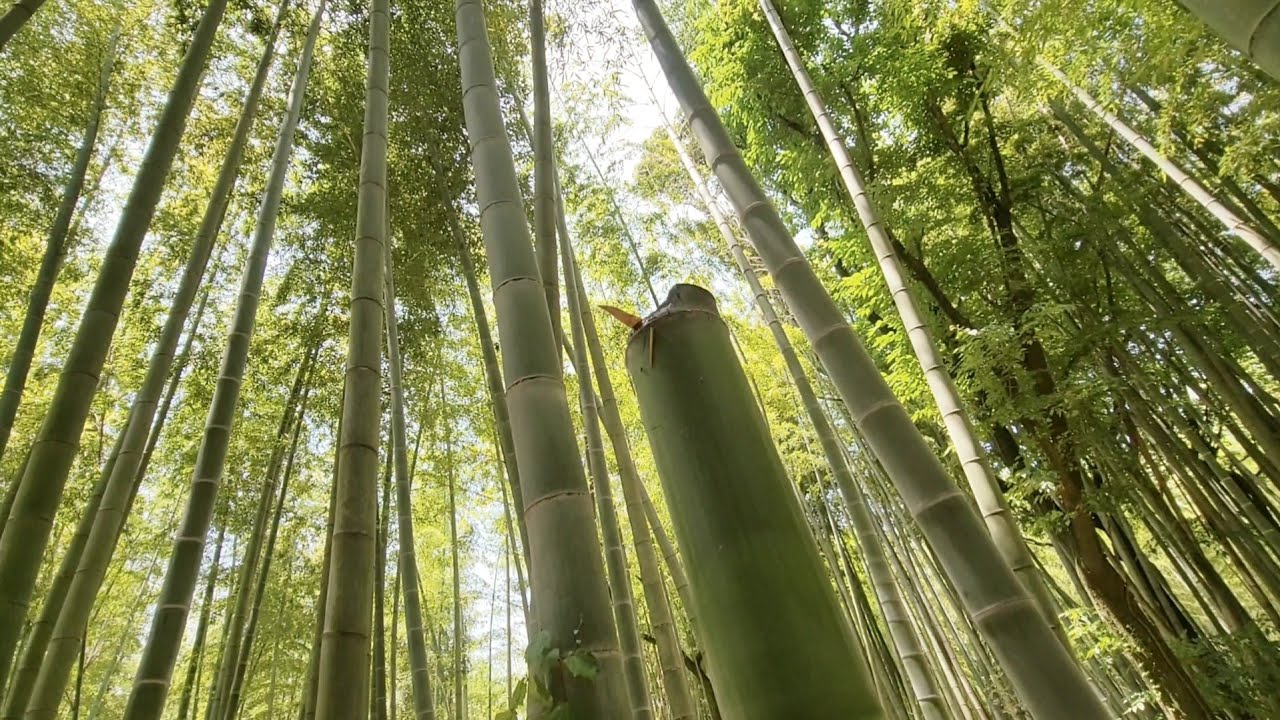 【竹水の取り方】 - YouTube