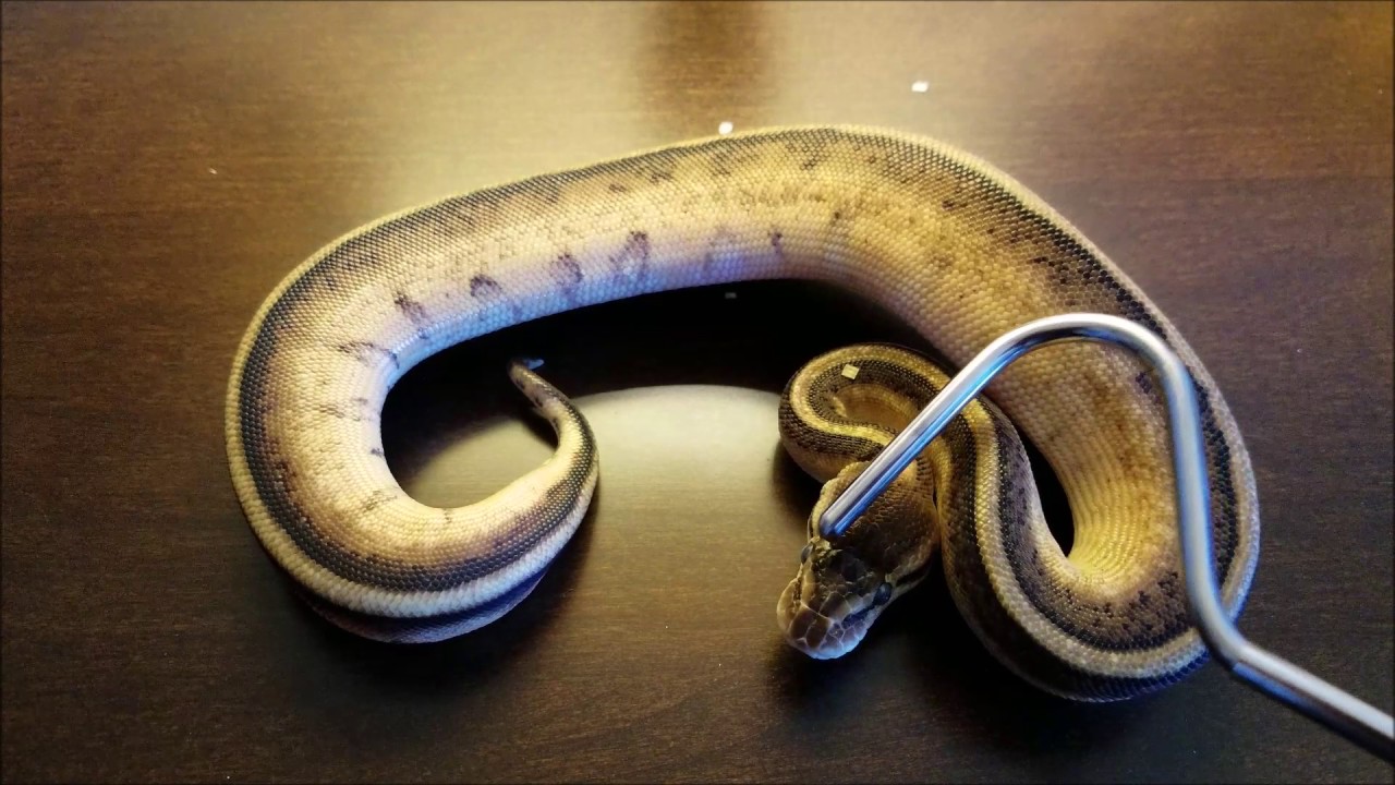 ball python breeders in ohio 2016 Female Ball Python Pick Ups