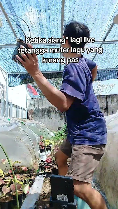 wes howone panas malah tambah panas 😭😭 #bunga #tanamanhiasmurah #caladiummurah #caladium #fyp #peta