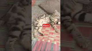 #cat #catsoftiktok #catshorts #catvideo #catlover manoo enjoying