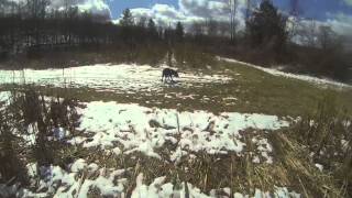 Zivah tracking in corn field