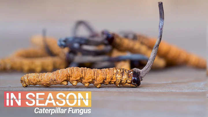 Cordyceps Season: Hunt for the World’s Most Expensive Fungus - In Season (S1E4) - DayDayNews