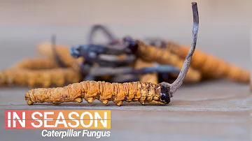 Cordyceps Season: Hunt for the World’s Most Expensive Fungus - In Season (S1E4)
