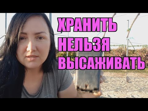 Как сохранить черенки малины до весны в домашних условиях