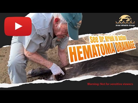 Video: Mbwa Hematoma - Mbwa Seroma - Hematoma Ya Aural Katika Mbwa