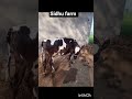 dairy farm #sidhumoosewala 100k #shortsviral #cow