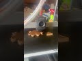 E.t