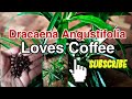 Dracaena likes coffee #Propagate #Dracaenaangustifolia