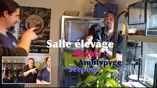 Salle élevage mygale, amblypyge, insectes, reptiles avec Flo capacitaire