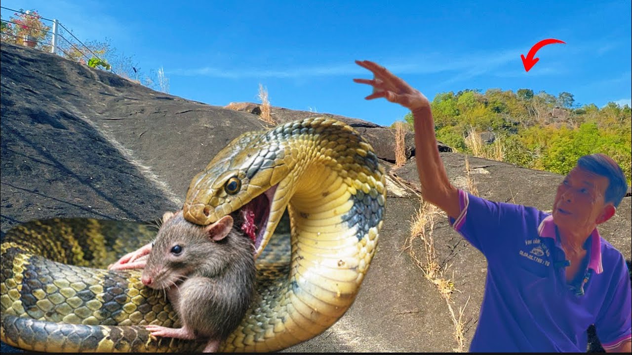 Thật hư chuyện chú 4 sống ở chân núi cấm tận mắt thấy con rắn hổ mây to bằng cái rỗ sống trong hang 