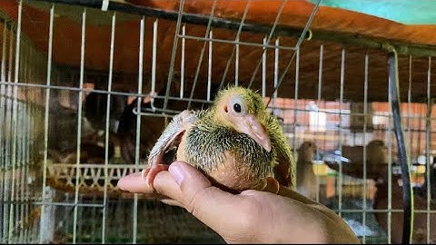 Mới Nuôi Chim Bồ Câu? Đây Là Những Giống Phù Hợp Nhất