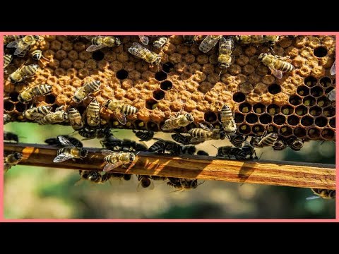 Video: Cera D'api Per Capelli, Barba E Timori: Cosa Sapere E Cosa Evitare