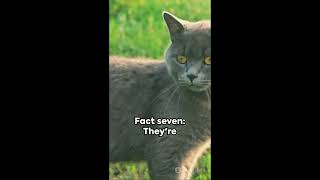 Top 10 Purr fect Facts About American Shorthair Cats