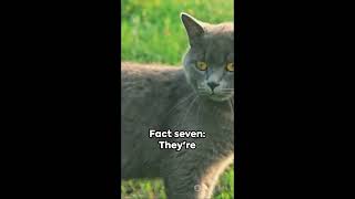 Top 10 Purr fect Facts About American Shorthair Cats by puspusmeowmeow 46 views 1 month ago 1 minute, 12 seconds