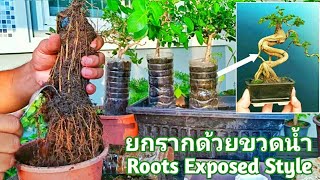 วิธียกราก และทำบอนไซเกาะหินด้วยขวดน้ำ [ How to build up a beautiful bonsai.]