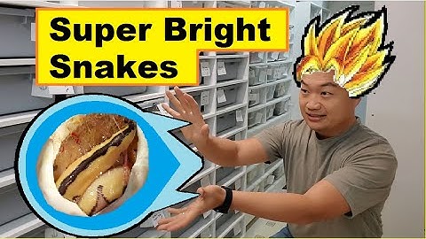 Cutting snake eggs - Enchi Blade Clown Hypo