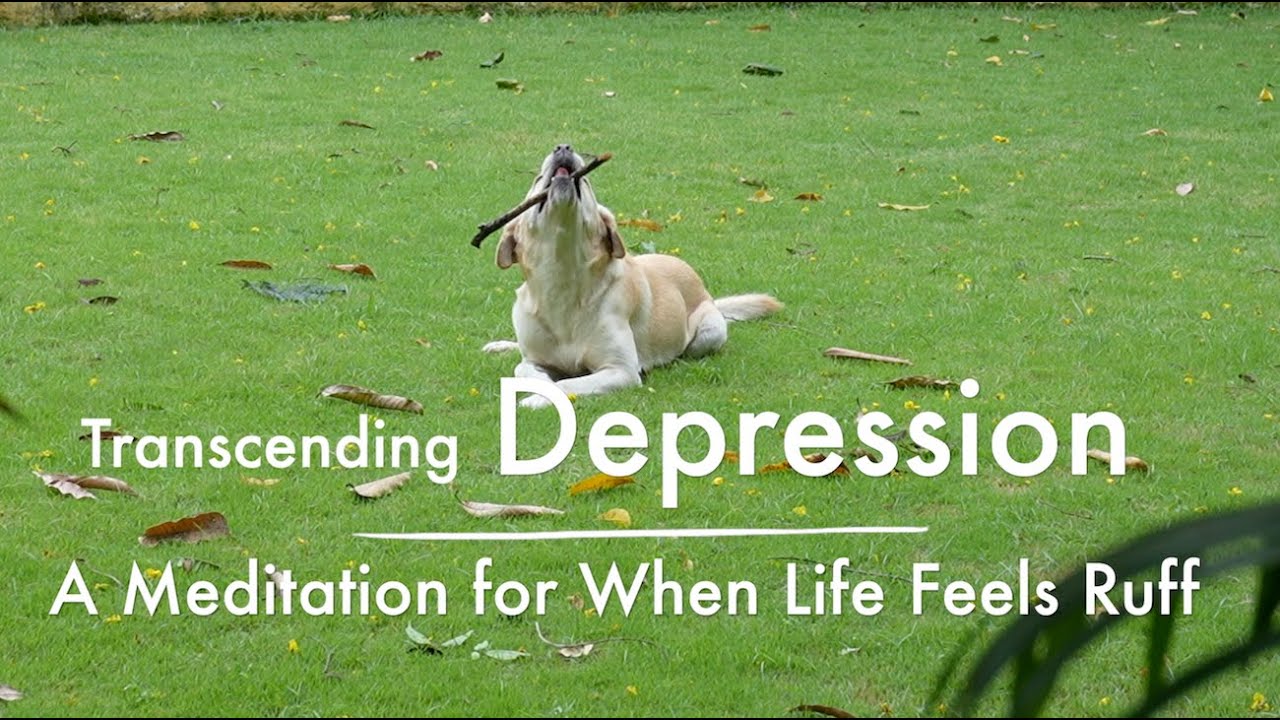 When Depression Sets in | A 15 Minute Meditation | Breath, Awareness & Dog Humour