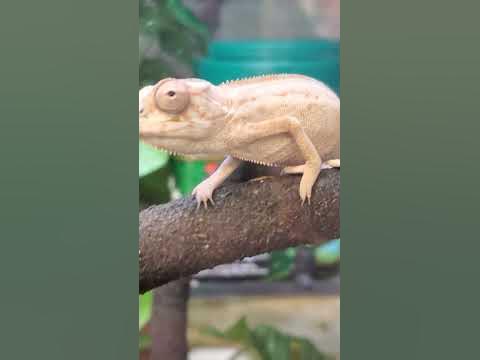 Cute baby Panther Chameleon checking me out at PetCo 🥺 - YouTube