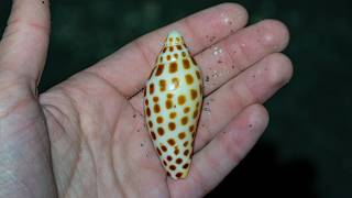 My Best Shell Finds From My Trip to Southwest Florida