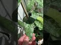 Hoya phu wua