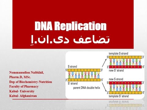 Video: Wie hat Arthur Kornberg die DNA-Polymerase entdeckt?