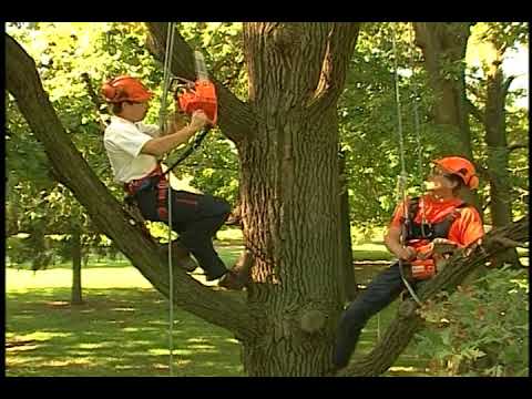 Chain Saw Safety in the Tree