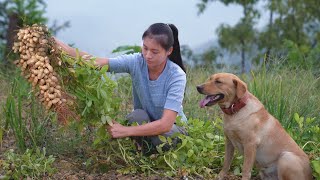 Peanuts Harvesting! This Is Not What I Expected